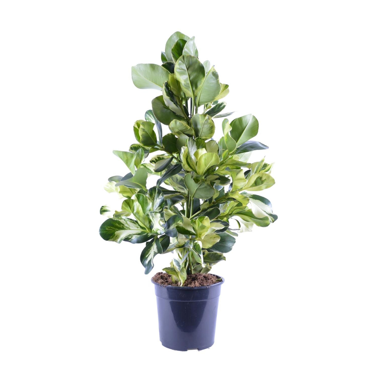 Productfoto van Clusia Rosea White Star