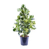 Clusia Rosea White Star