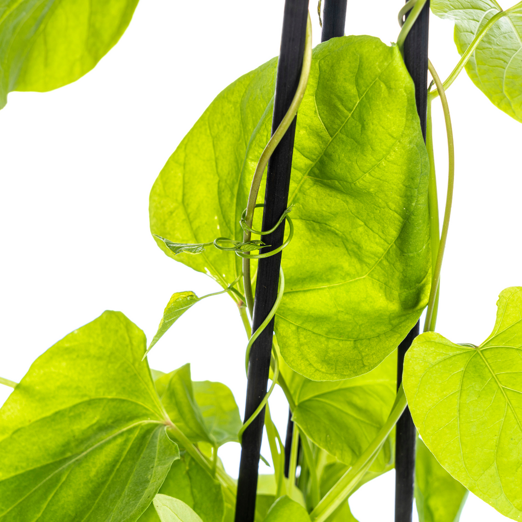 4x Ipomoea Tricolor Heavenly Blue, kenmerkend blad