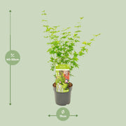 Acer palmatum Going Green