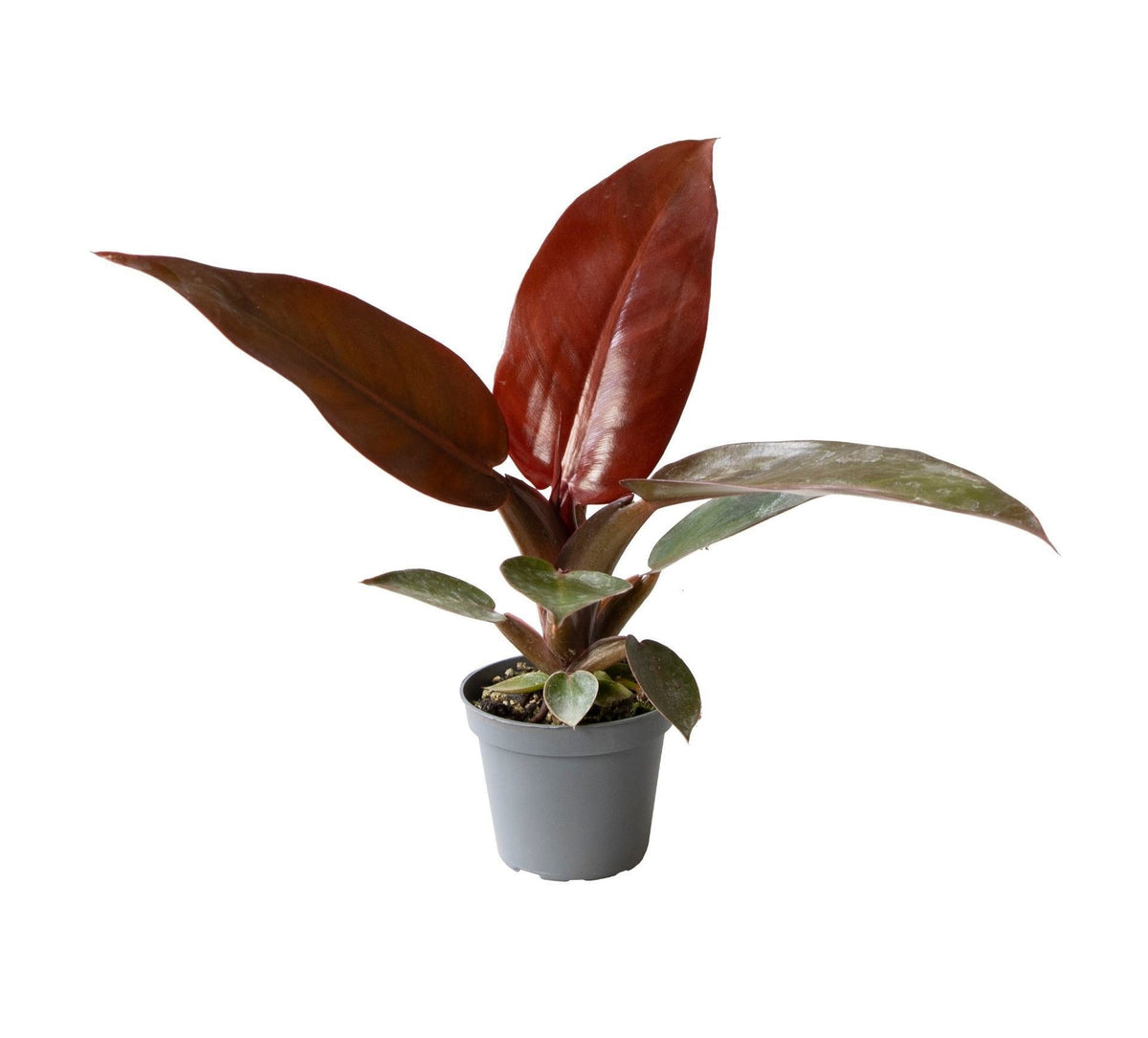 Philodendron 'Sun Red', groen, rood en roze, babyplant 6 cm, plant in pot