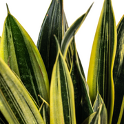 Sansevieria Trifasciata Canary