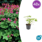 Geranium macr. &
