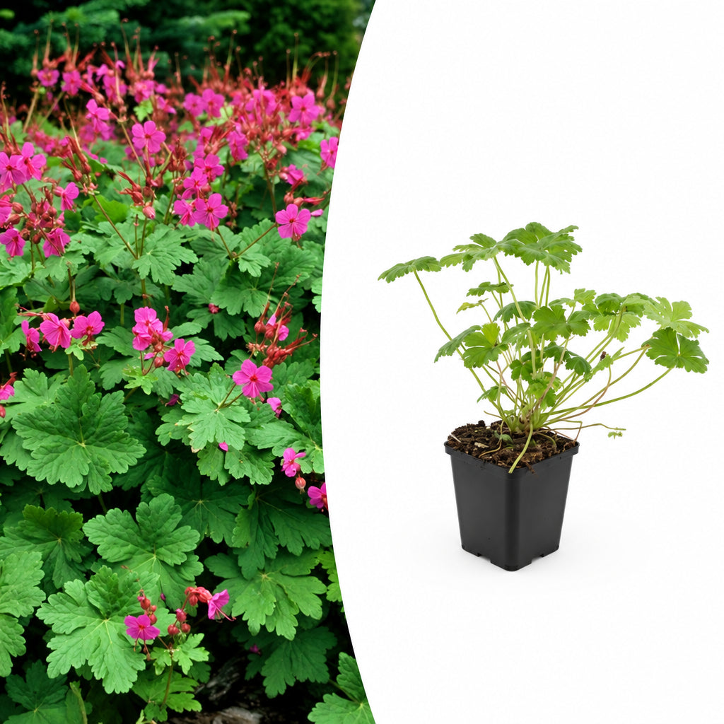 Geranium macr. 'Czakor', plant in pot