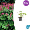 Geranium macr. 'Czakor'
