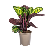 Calathea Roseopicta