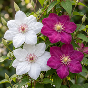 Clematis duo roze en wit - bosrank - set van 6 - Ø9 cm
