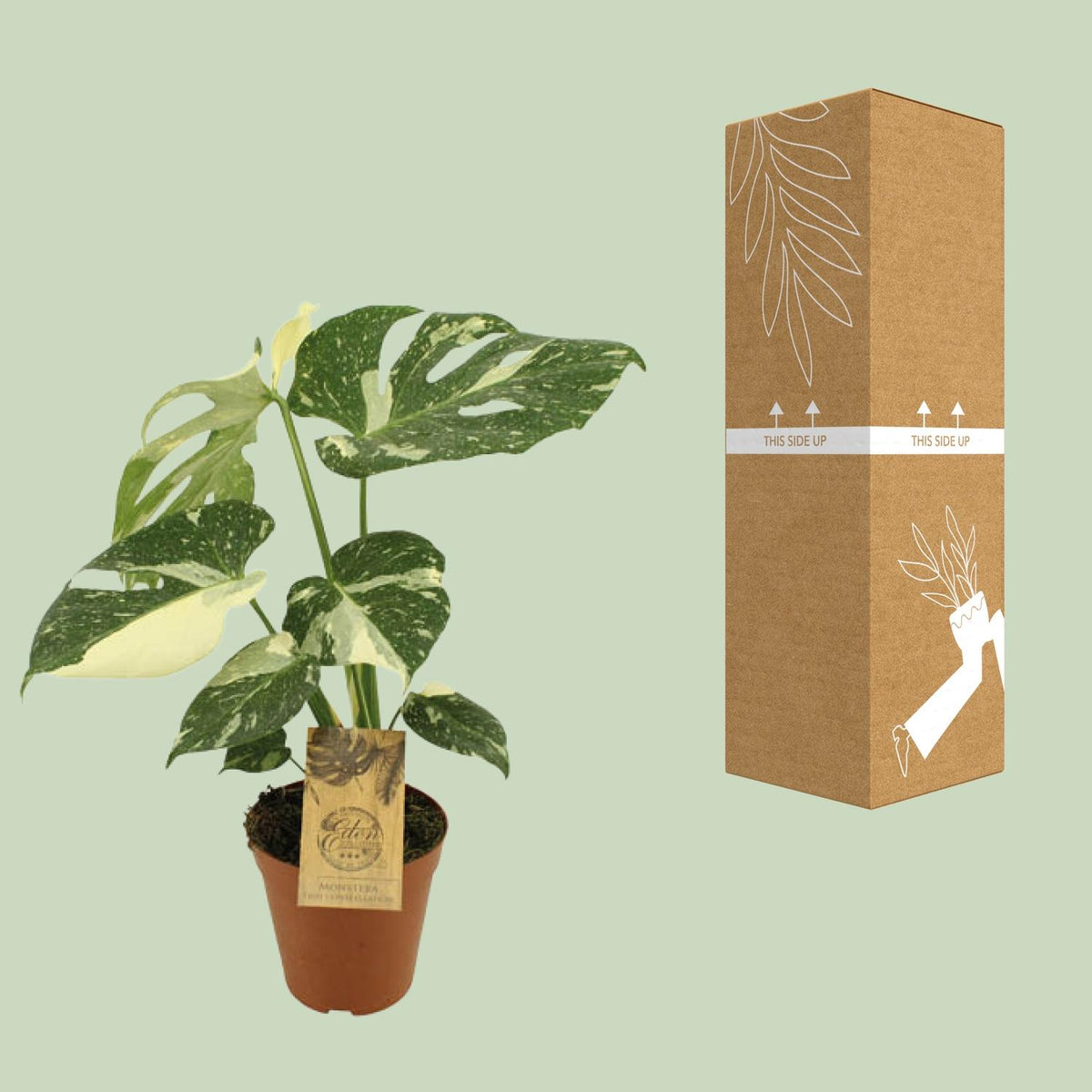 Detailfoto van Monstera Thai Constellation