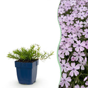 3x Vlambloem Benita
