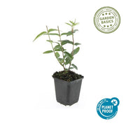 Hypericum inodorum &