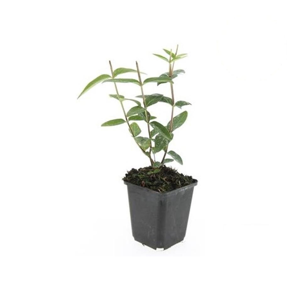 Hypericum inodorum 'Rheingold', detail van het blad