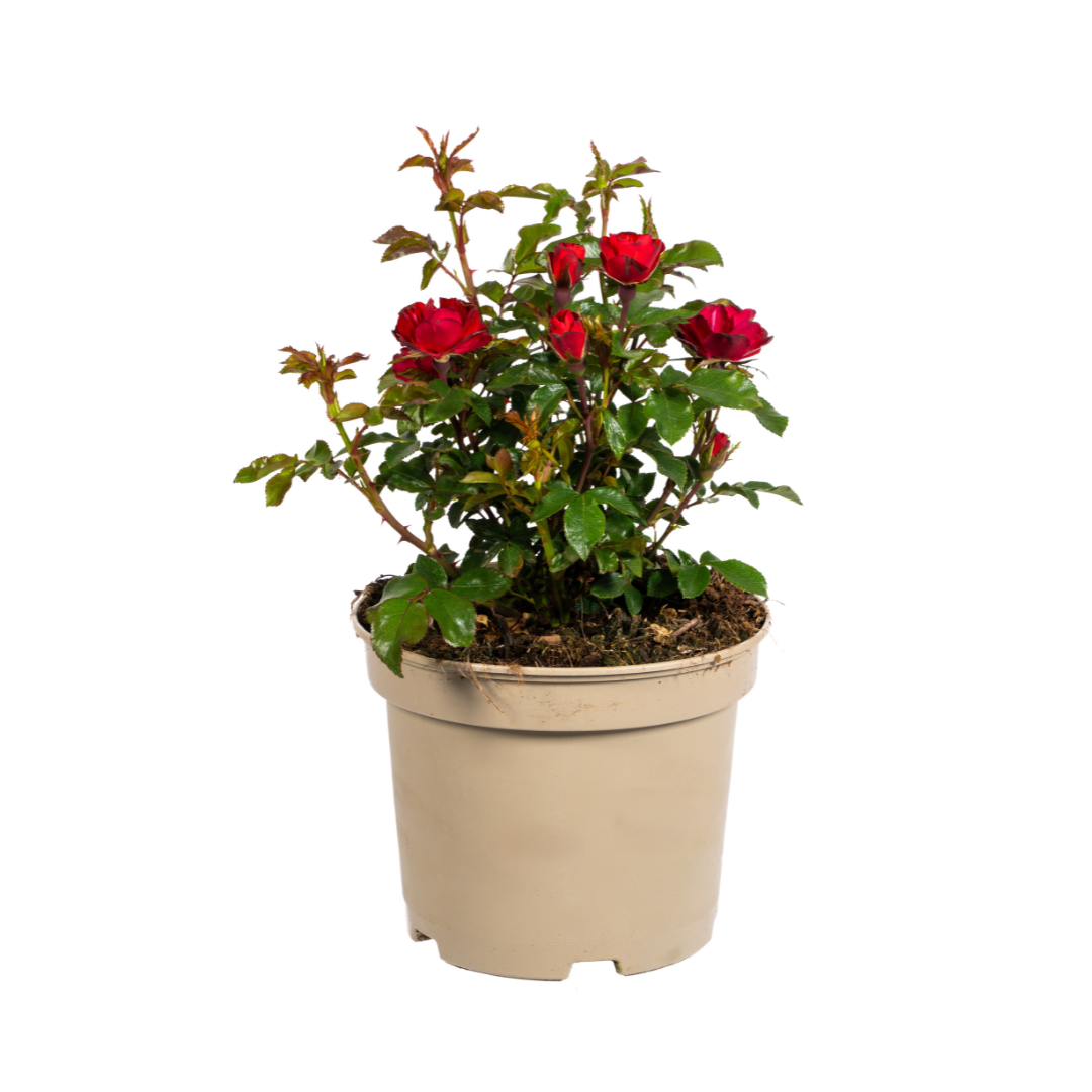 Rosa Zepeti, plant in pot