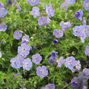 Geranium Rozanne