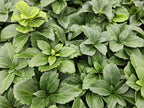 Pachysandra terminalis, sierlijke plant