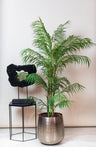 Kunstplant - Chamaedorea Elegans - Bergpalm