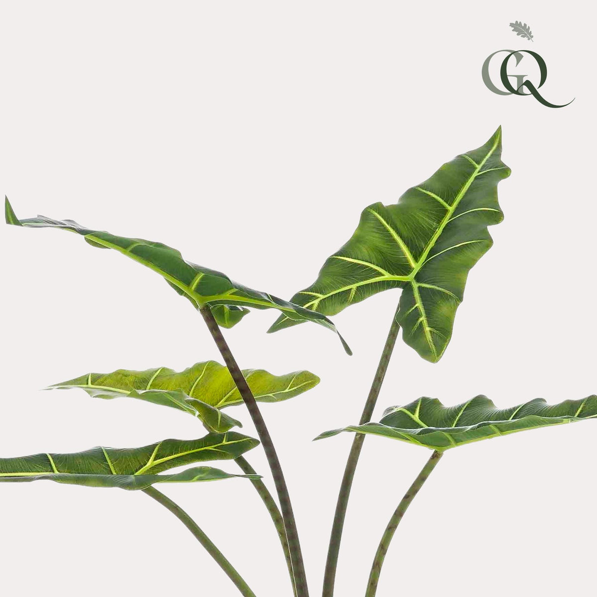 Kunstplant Alocasia 'Frydek', fluweelachtig blad, 80 cm, groene bladeren