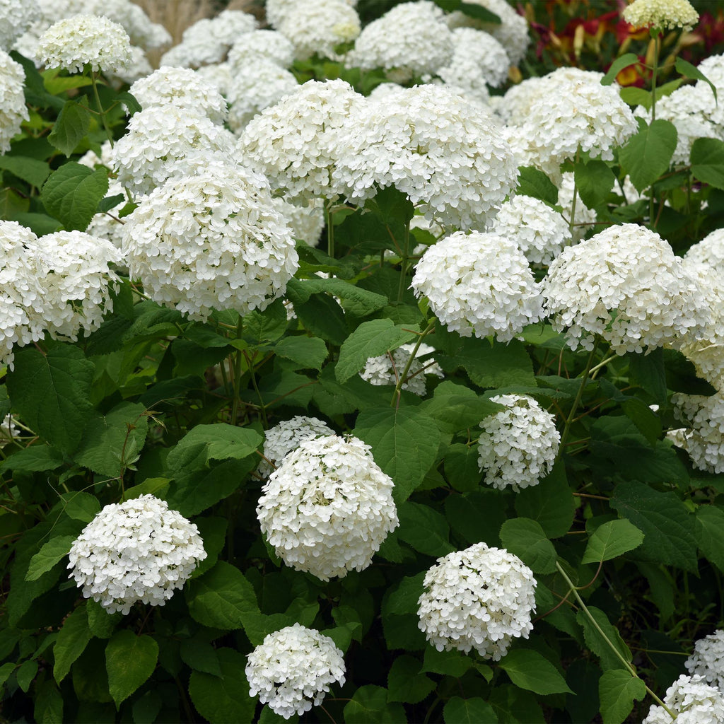 Hydrangea arborescens Annabelle, kenmerkend blad