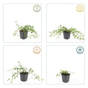 Vinca minor &