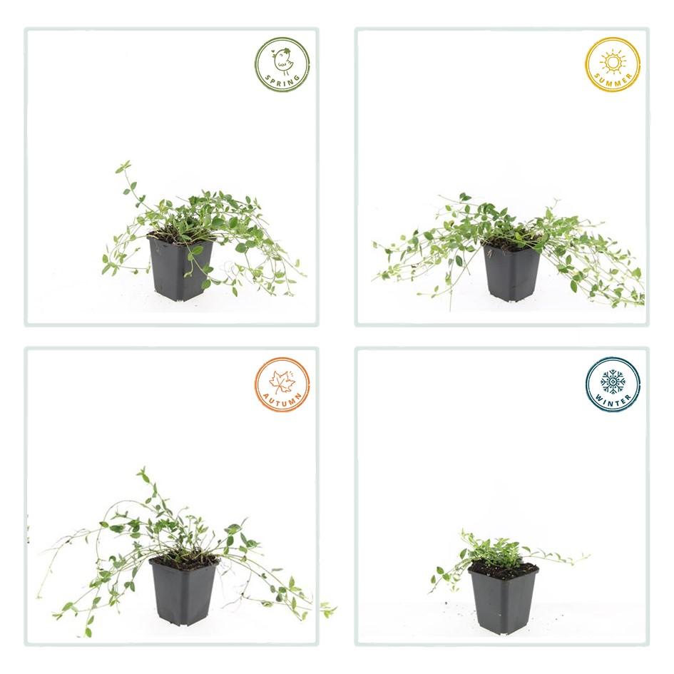 Productafbeelding van Pureplant