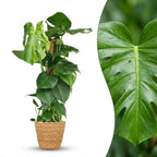Monstera Deliciosa mosstok met Mand, detail van het blad