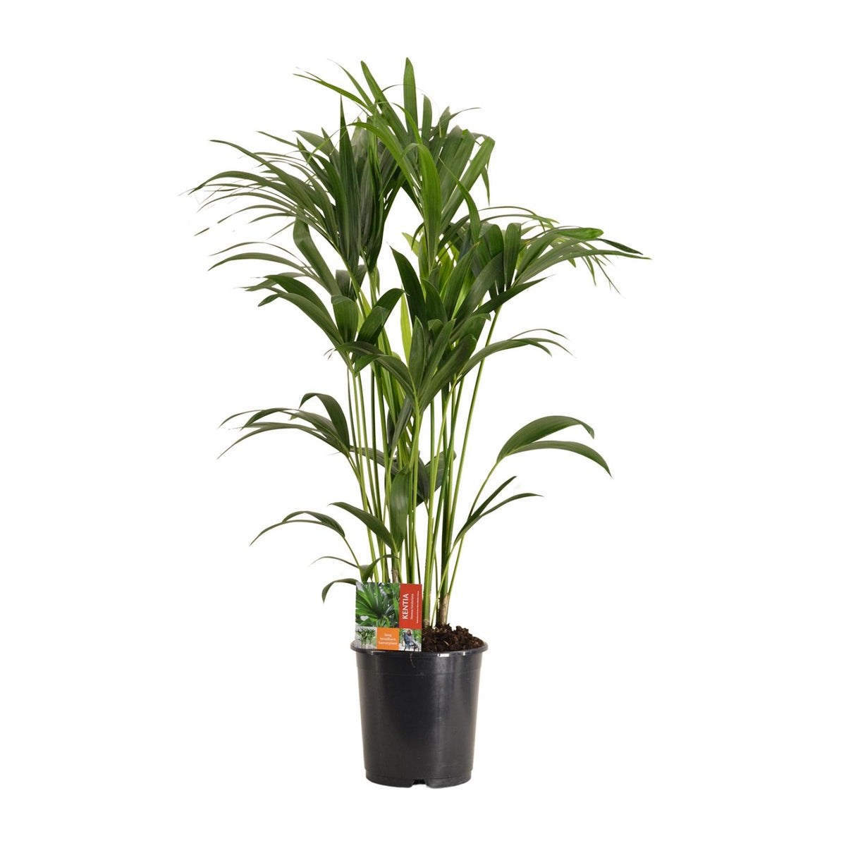Howea Forsteriana, gezonde plant
