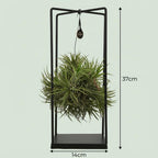 Tillandsia Luchtplant in Decor, kenmerkend blad