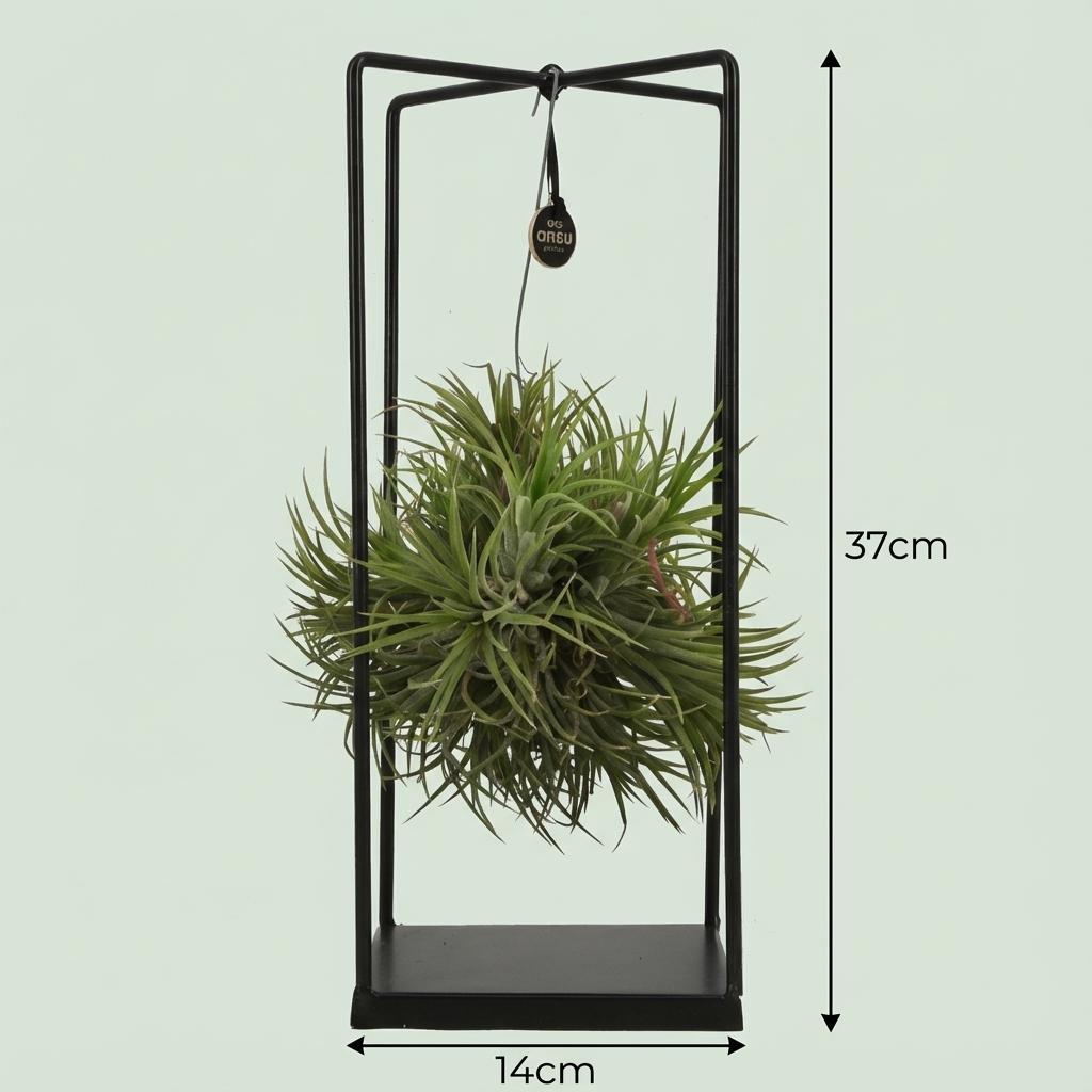 Tillandsia Luchtplant in Decor, kenmerkend blad