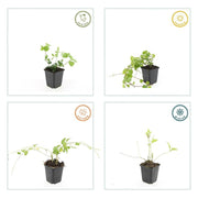 Vinca major