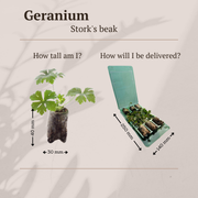 Geranium pluggen, kweek een kleurrijke tuin, 6 stuks