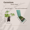 Geranium pluggen, kweek een kleurrijke tuin, 6 stuks