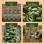 Hydrangea anomala subsp. petiolaris - klimhortensia - set van 6 - Ø9 cm