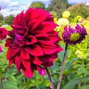 12 dahlia heatwave knollen voor 2 m², grote dieprode bloemen