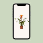 Detailfoto van Guzmania Variada
