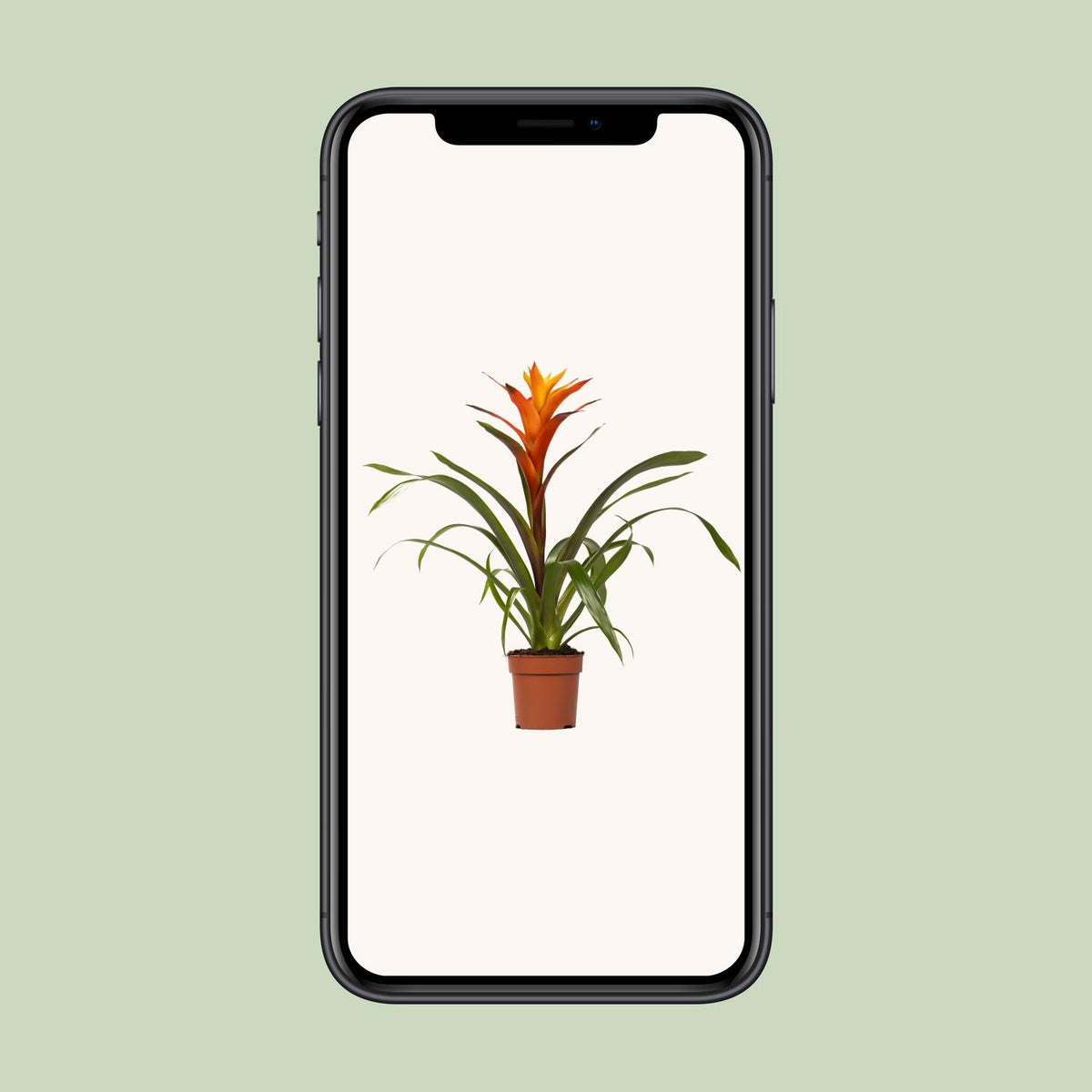 Detailfoto van Guzmania Variada