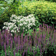 Salvia nem. &
