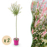 2x - Salix Flamingo - Ø23cm - ↕140-160cm