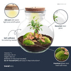 DIY terrarium Teddy Bonsai met licht en ledkurk, plant in pot