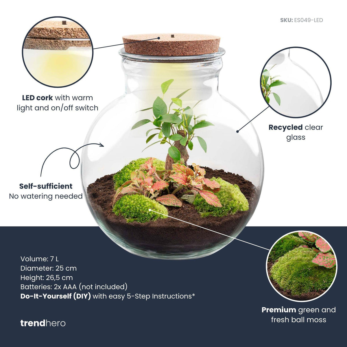 DIY terrarium Teddy Bonsai met licht en ledkurk, plant in pot