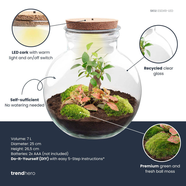 DIY terrarium Teddy Bonsai met licht en ledkurk