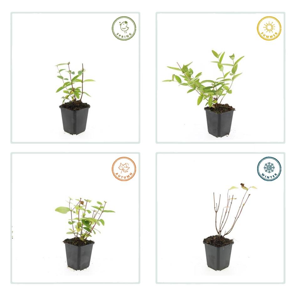 Hypericum inodorum 'Annebel', groeiwijze van de plant