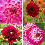 Dahlia mix Outdoor Happiness