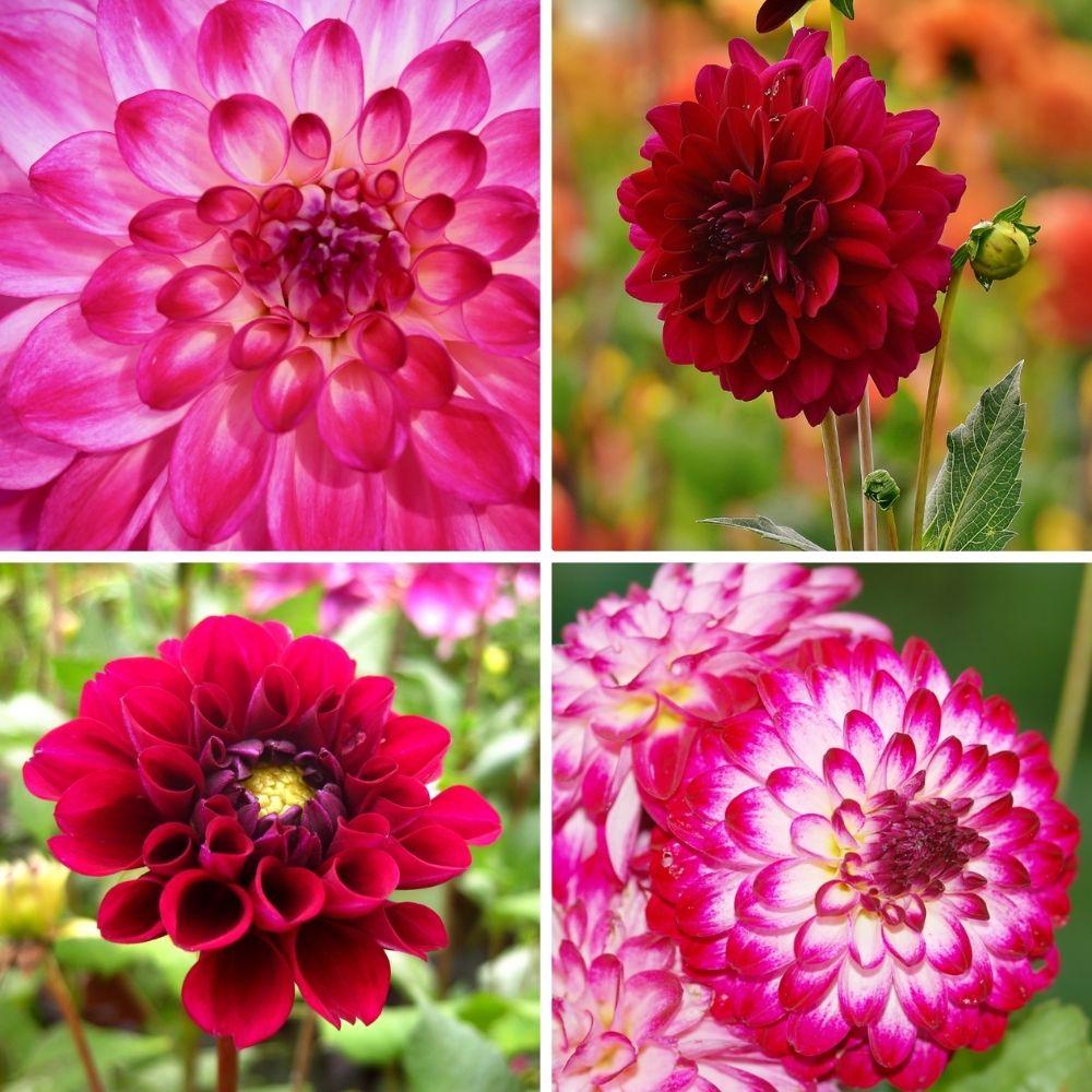 Dahlia mix Outdoor Happiness