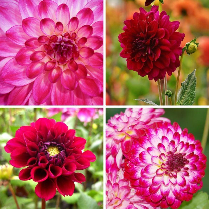 Dahlia mix Outdoor Happiness