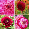 Dahlia mix Outdoor Happiness