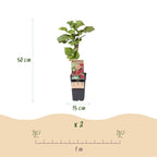 2x Braamboos Loganberry (doornloos), kenmerkend blad