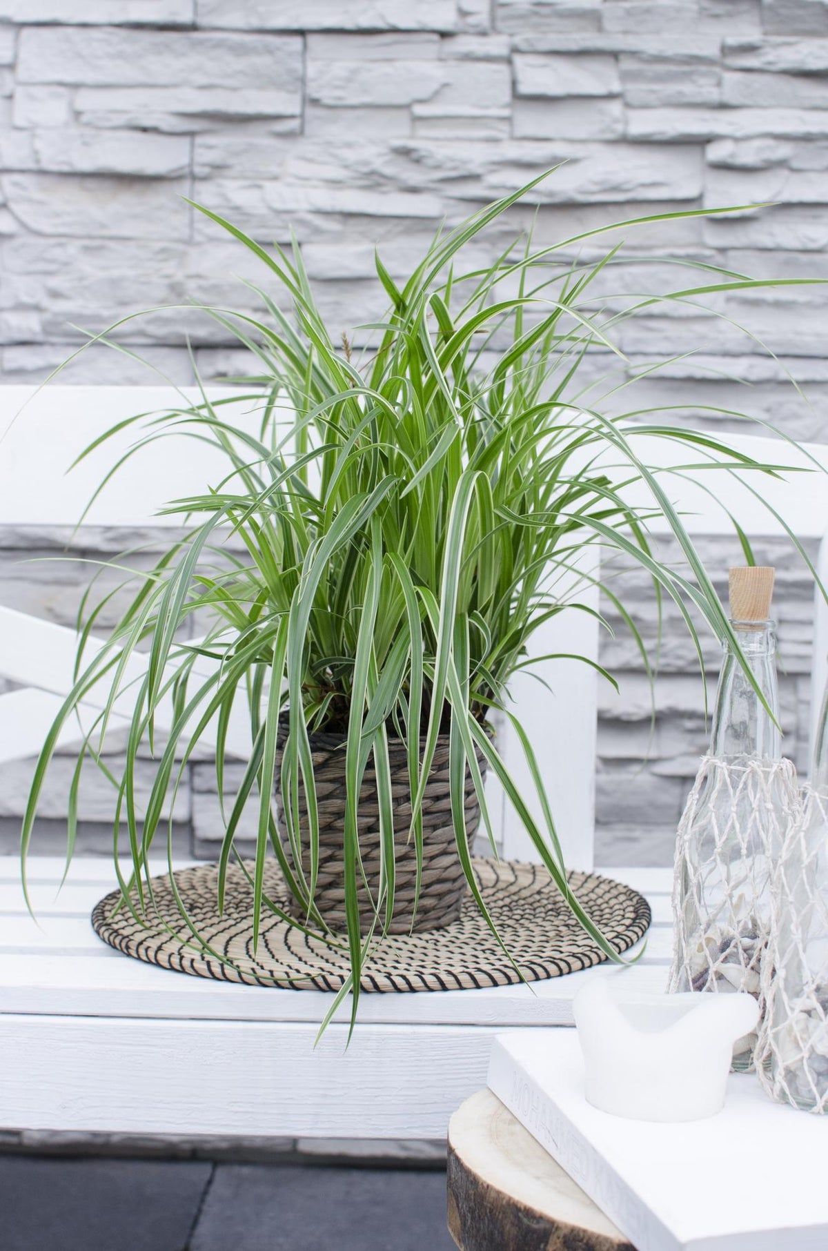 Productfoto van Carex morrowii 'Ice Dance'