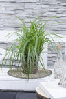 Carex morrowii 'Ice Dance'