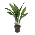 Detailfoto van Aspidistra Elatior