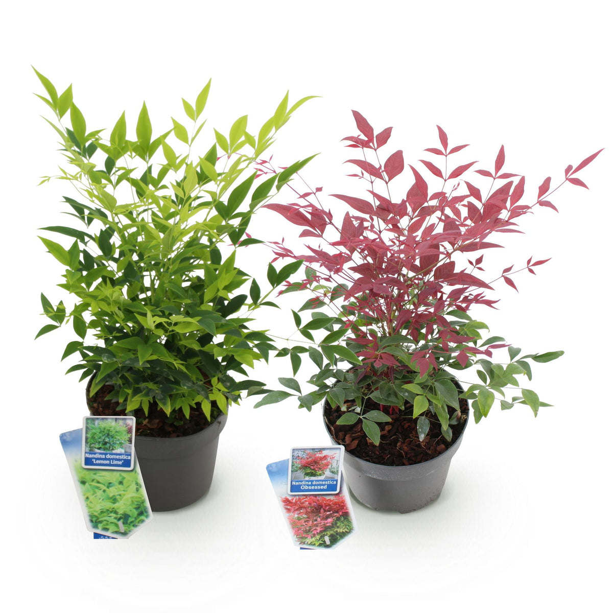 Nandina Duo, detail van het blad