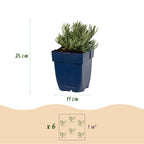 Lavandula ang. Munstead - Lavendel - Geurend - Paars, geschikte tuinplant